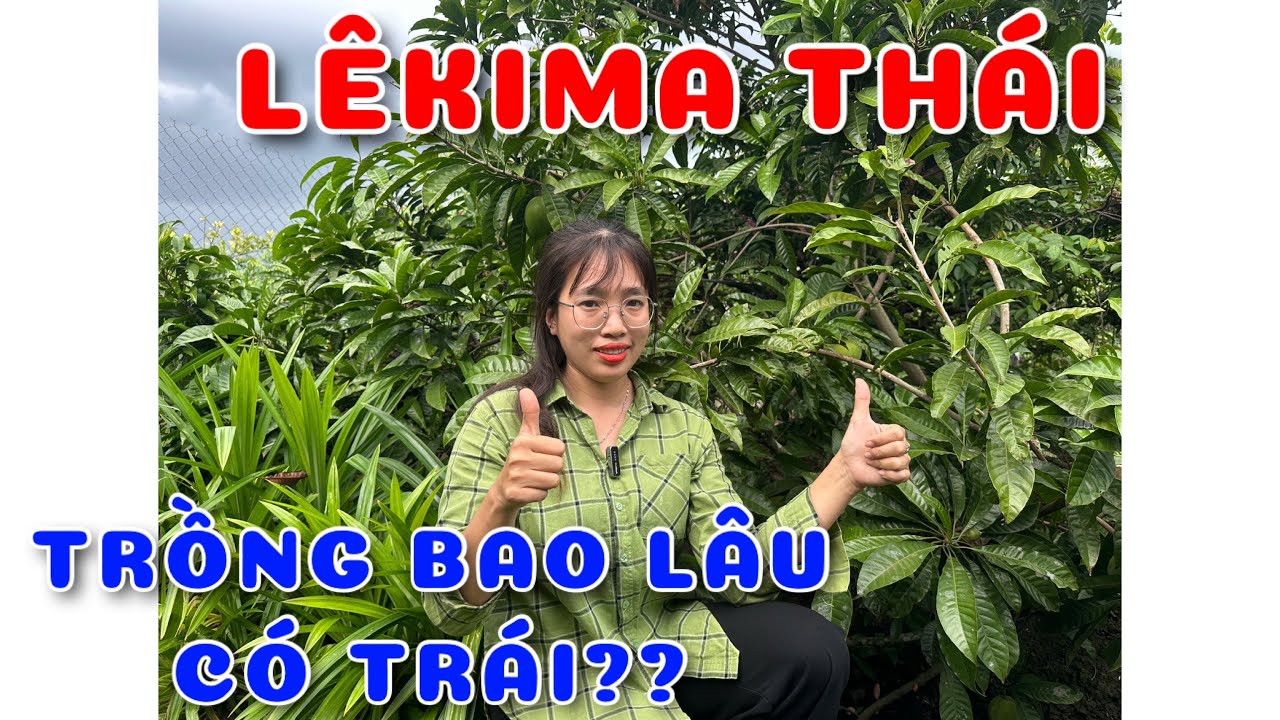Cây Lêkima Thái trồng bao lâu có trái??| 0386569374 - Ngọc Ngân Bến Tre | Chuyên cây độc lạ