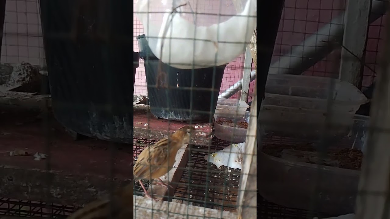 burung kehicap/selendang biru yg sangat agresif!! Nyamber nyamber#birds #aviaryburungkecil #shorts