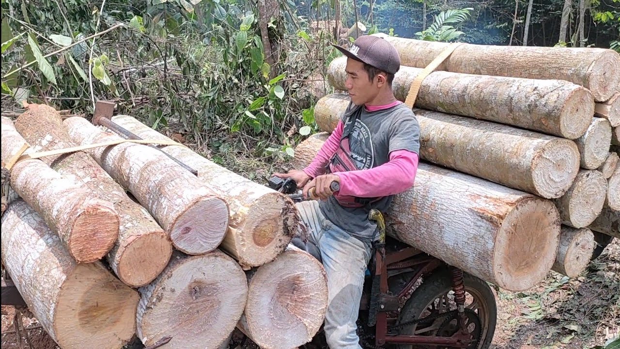 Muatan super berat.keterampilan mengangkut kayu menggunakan motor,Joki Rx King vs Force one