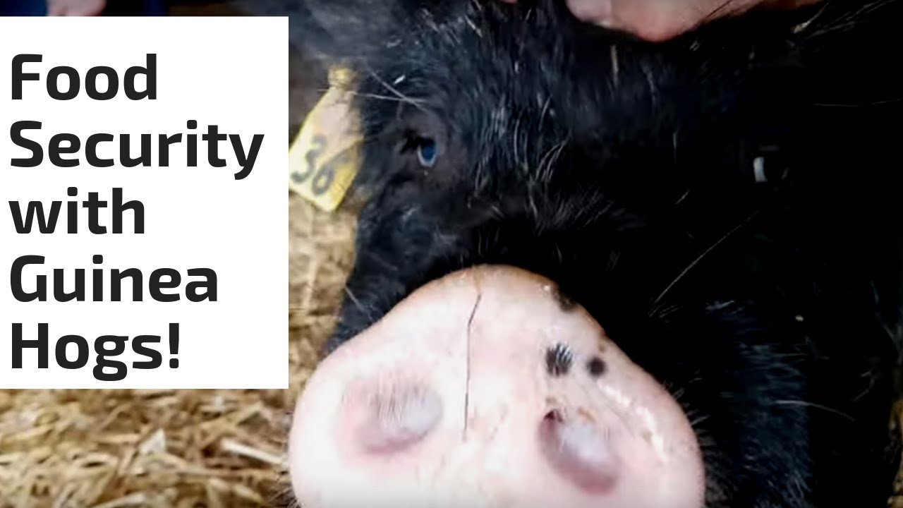 Homestead Food Security With American Guinea Hogs