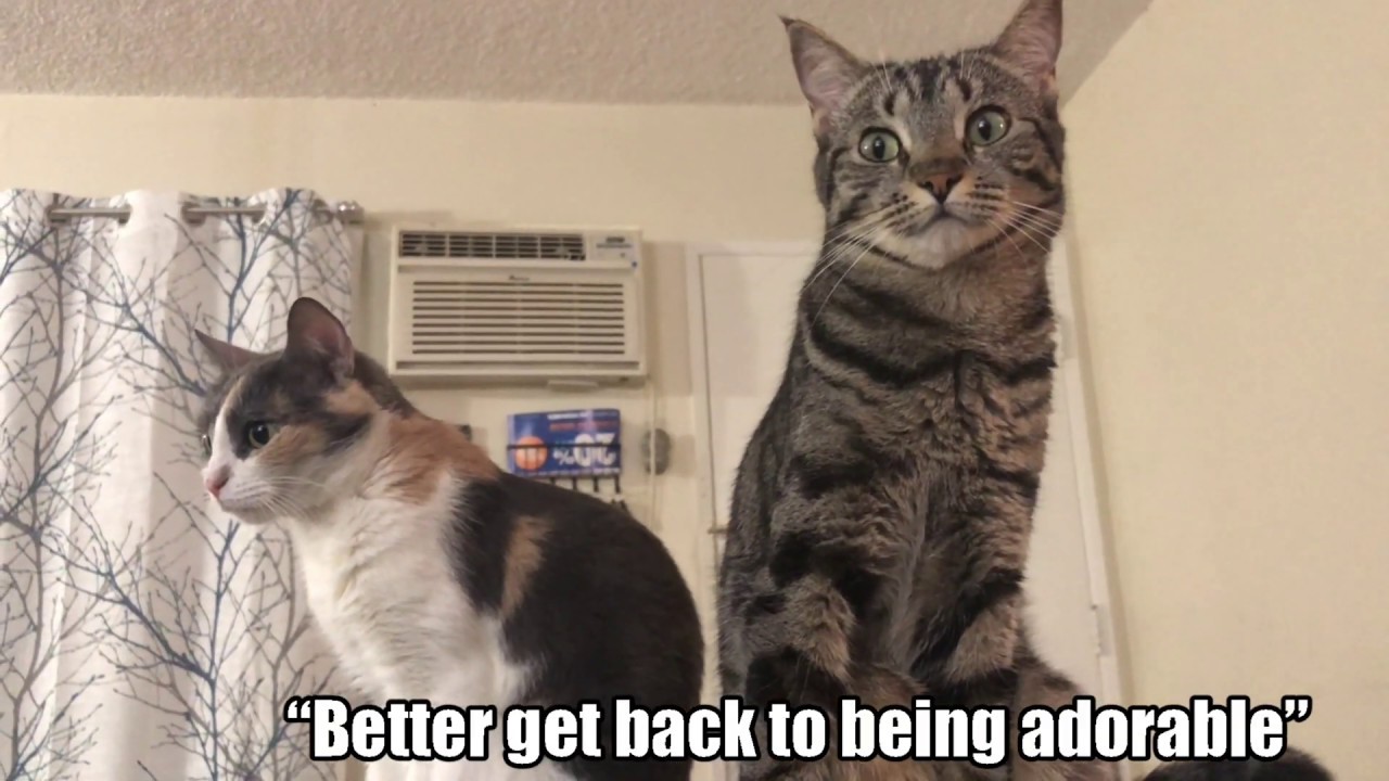 A Typical Day in Our Home with Parker, Lily and Jasmine cats
