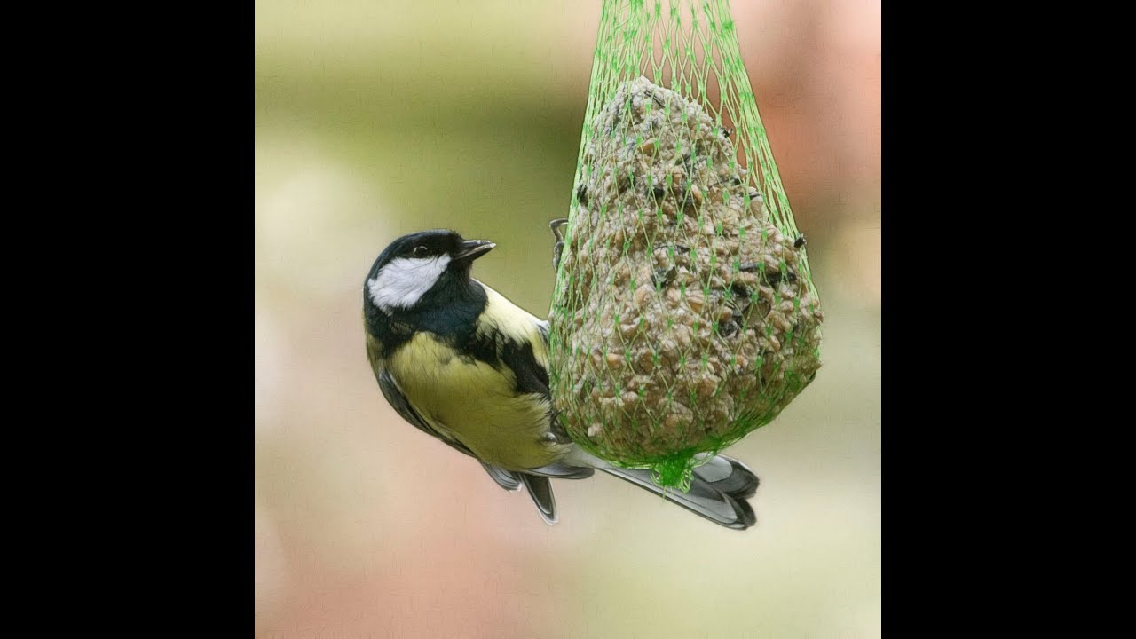 Biobricolaje 16º Comederos para aves silvestres