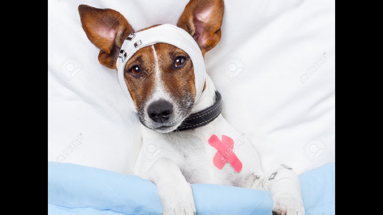 Cómo medicar al perro sin forzarle. Moncho y su ojo lesionado.