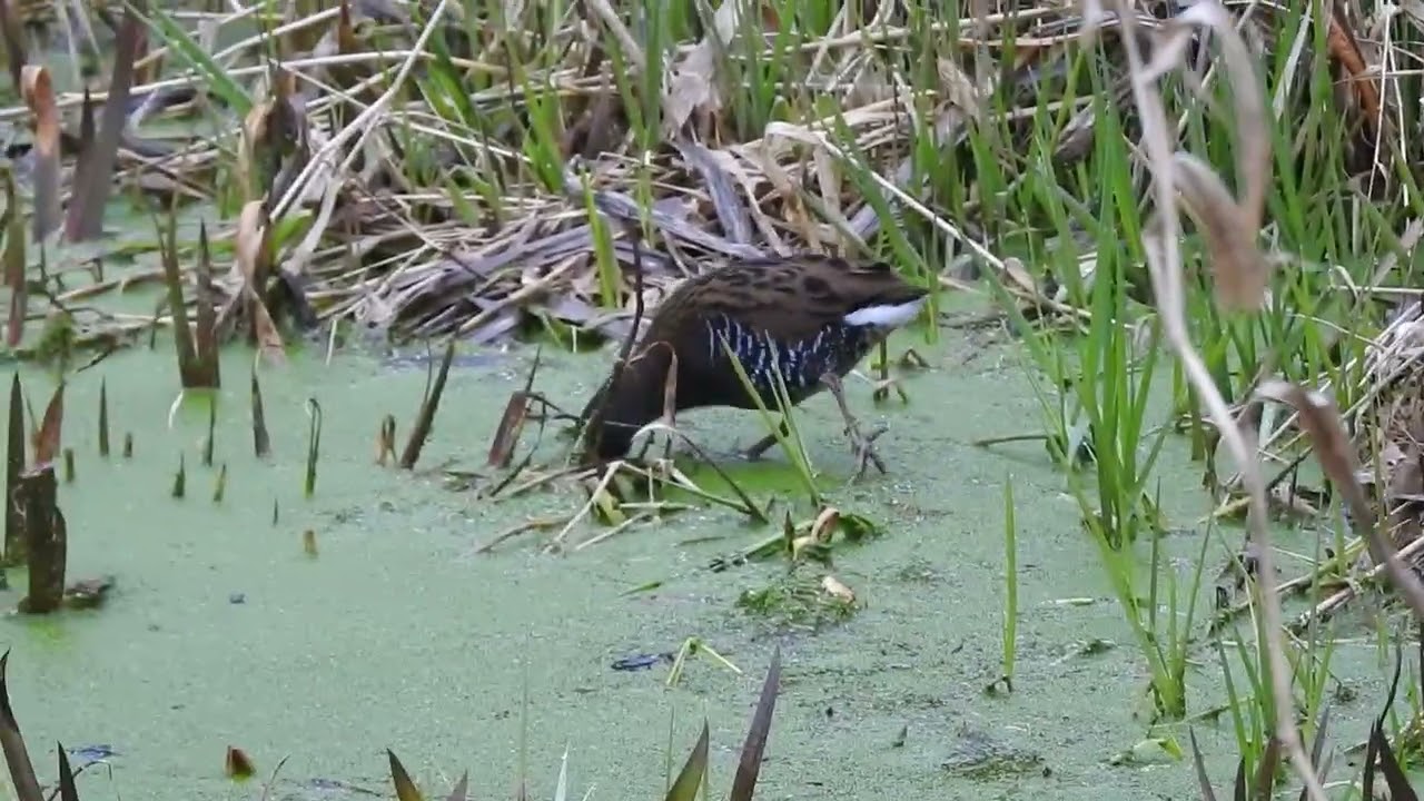 Water Rails in Keynsham park