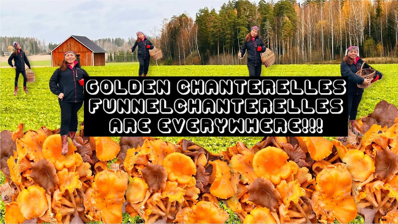 LATE OCTOBER GOLDEN CHANTERELLES AND FUNNEL CHANTERELLES ARE EVERYWHERE