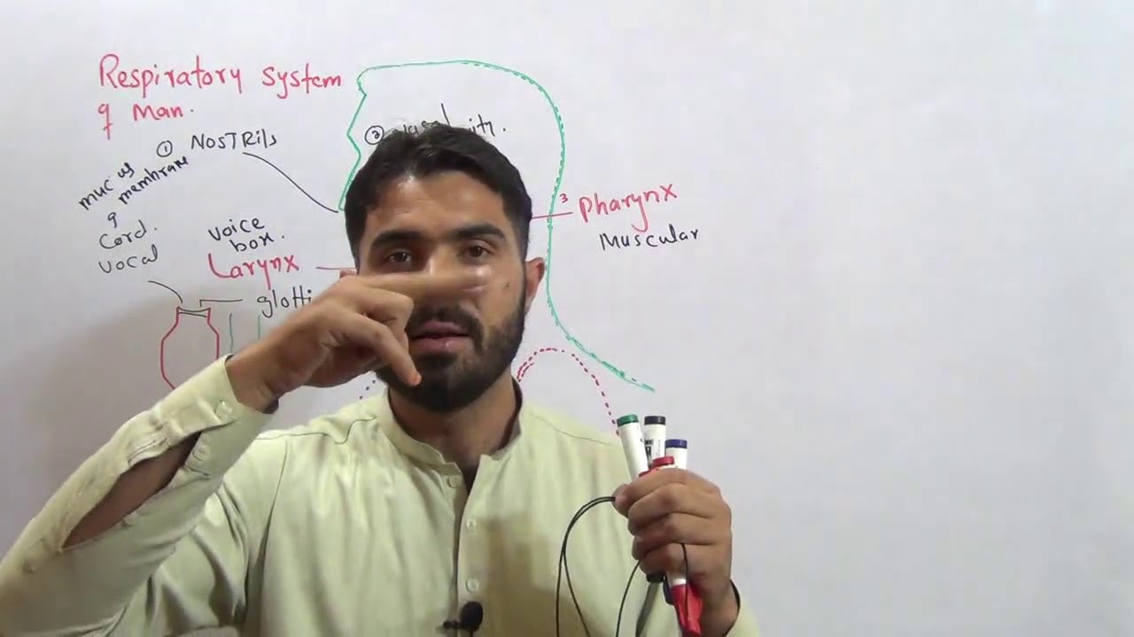 L-2 Respiratory system of Man complete detail and how voice is produced in Larynx Voice box