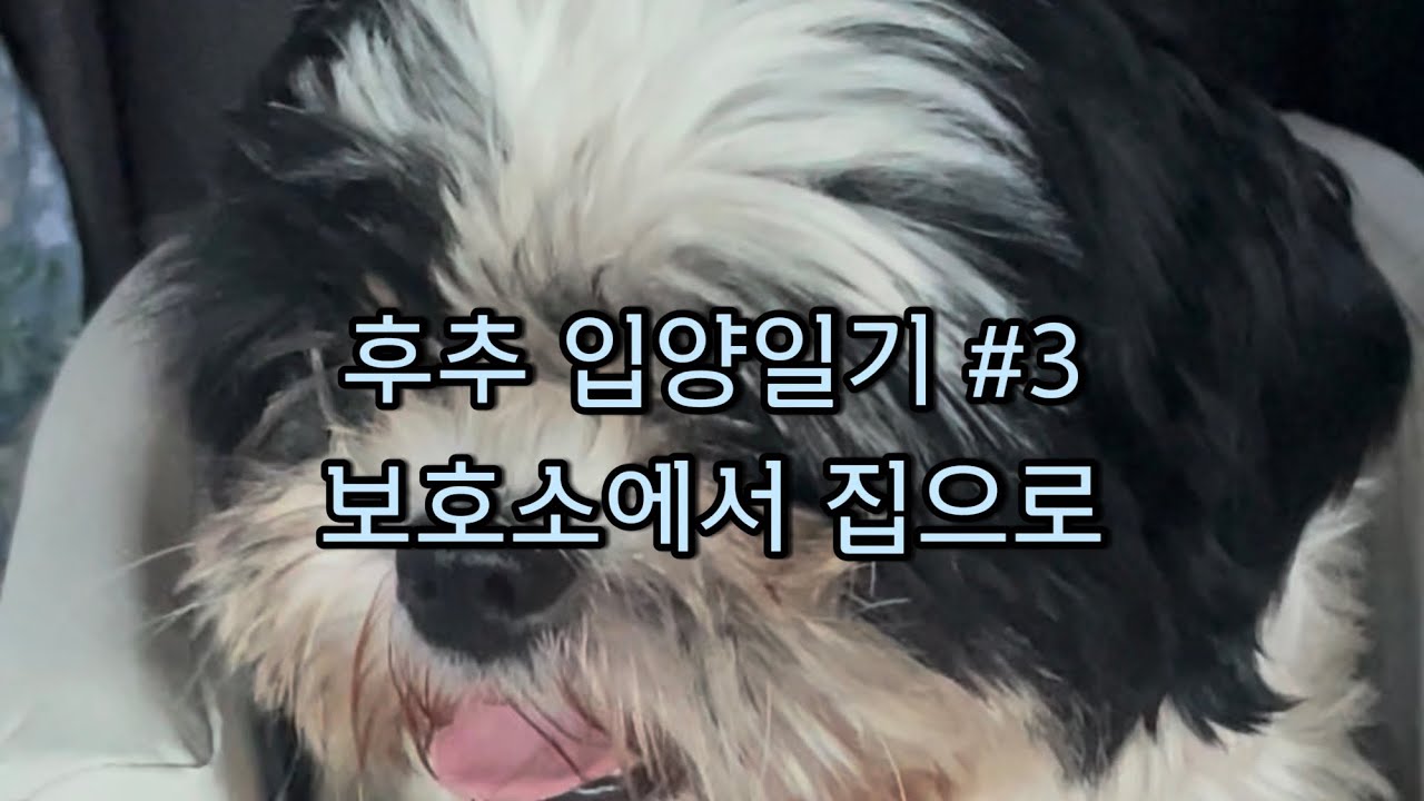 [후추 입양일기 3] 보호소에서 집으로 | 가족이된걸 환영해 후추야