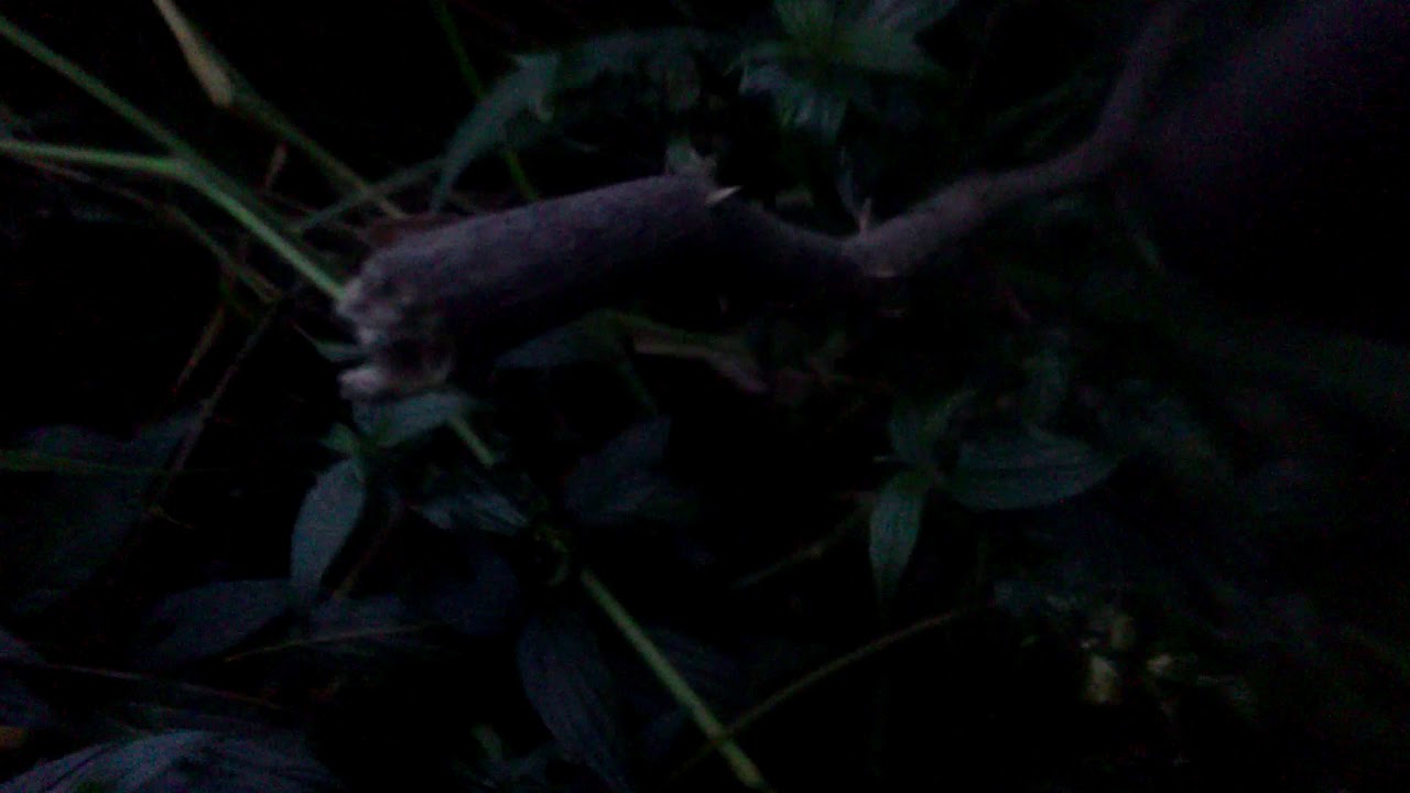 Pencarian.biuawak