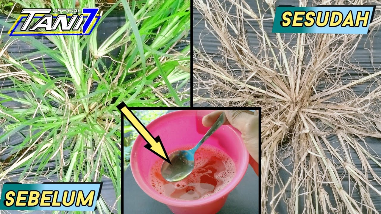 BIKIN HEBOH KELOMPOK TANI | bikin sendiri racikan herbisida alami pembasmi rumput lulangan || Tani 7
