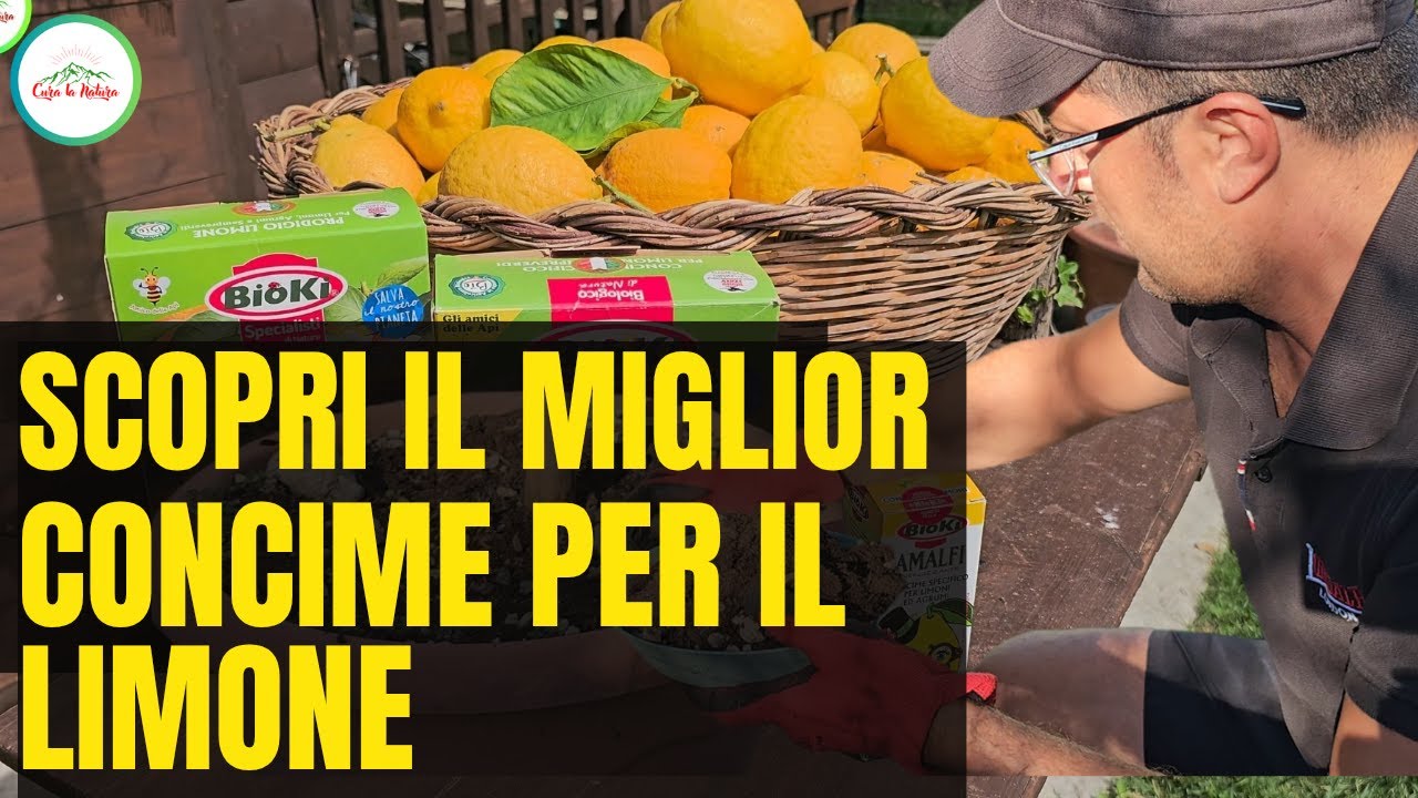 LIMONE - GUIDA COMPLETA SULLA CONCIMAZIONE DELLA PIANTE DI LIMONE E AGRUMI