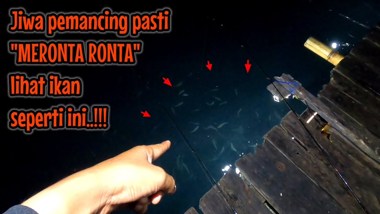 PEMANDANGAN IKAN SAAT MALAM HARI DI RUMAH APUNG PANTAI MUTIARA TRENGGALEK