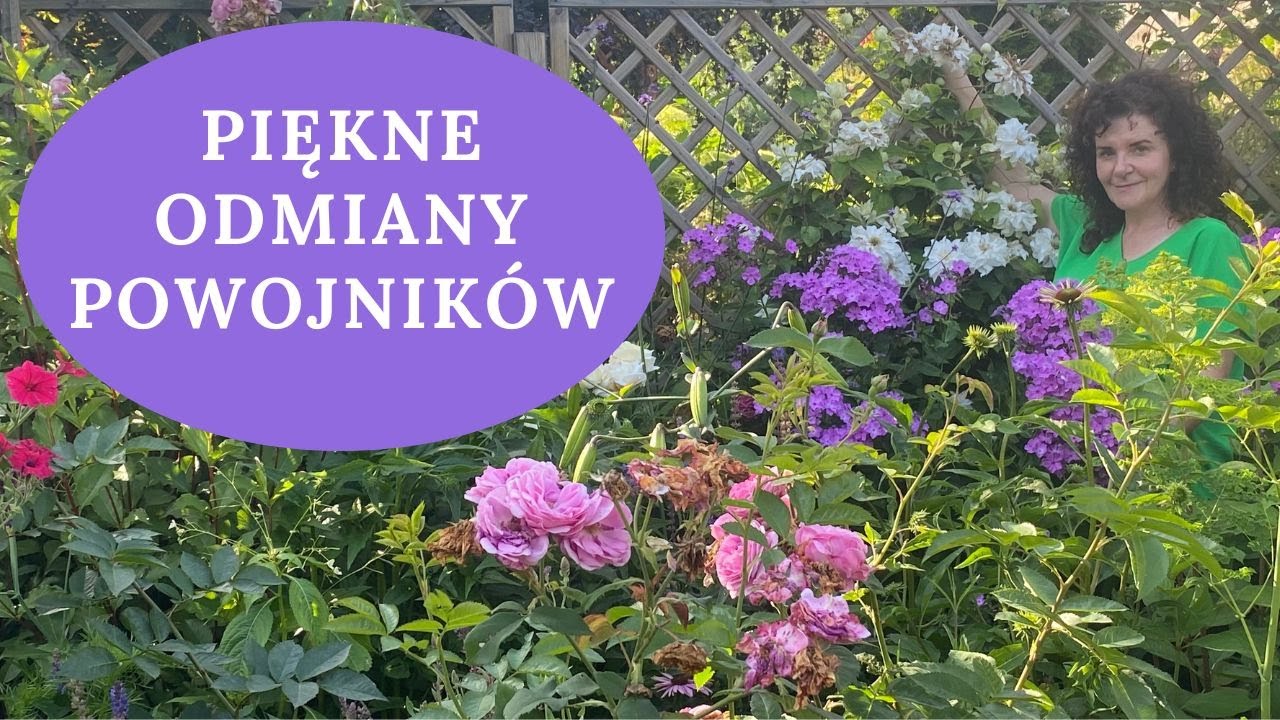 CLEMATISY długo kwitnące, odporne na choroby, odmiany powtarzające kwitnienie - Jak ciąć powojniki?
