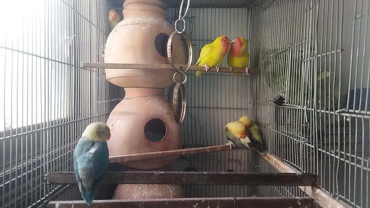 Lucky Lovebirds daily amazing moments forever 🥳🦜🐦🕊️