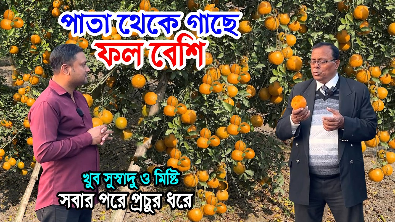 ফলের বাগানে পাতা থেকে গাছে ফল বেশি | বিদেশি আজব কমলা/ফলের রাজা সাইজ বড় প্রচুর রসালো খেতে সুস্বাদু
