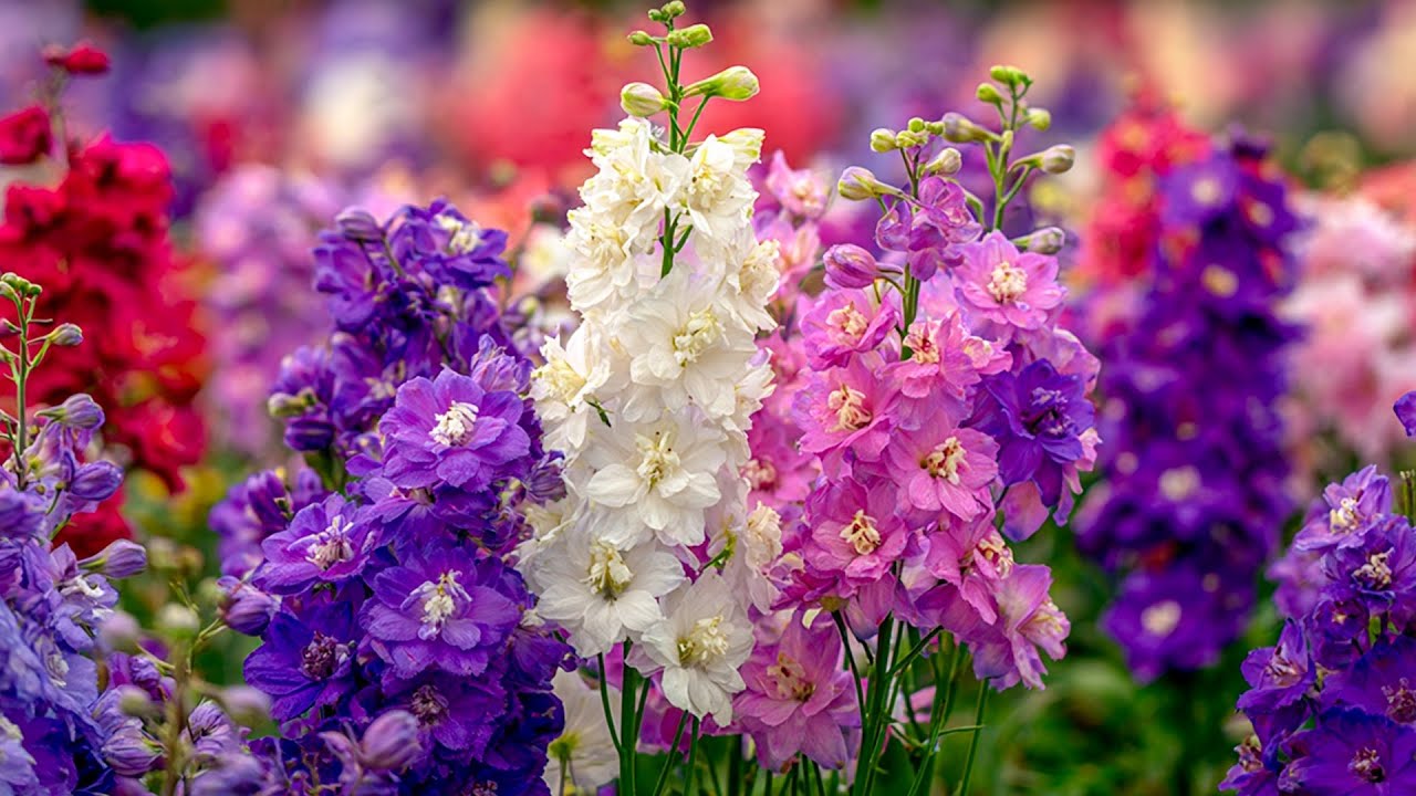 Красивая музыка Сергей Грищук 🌸 Релакс видео для души и снятия стресса