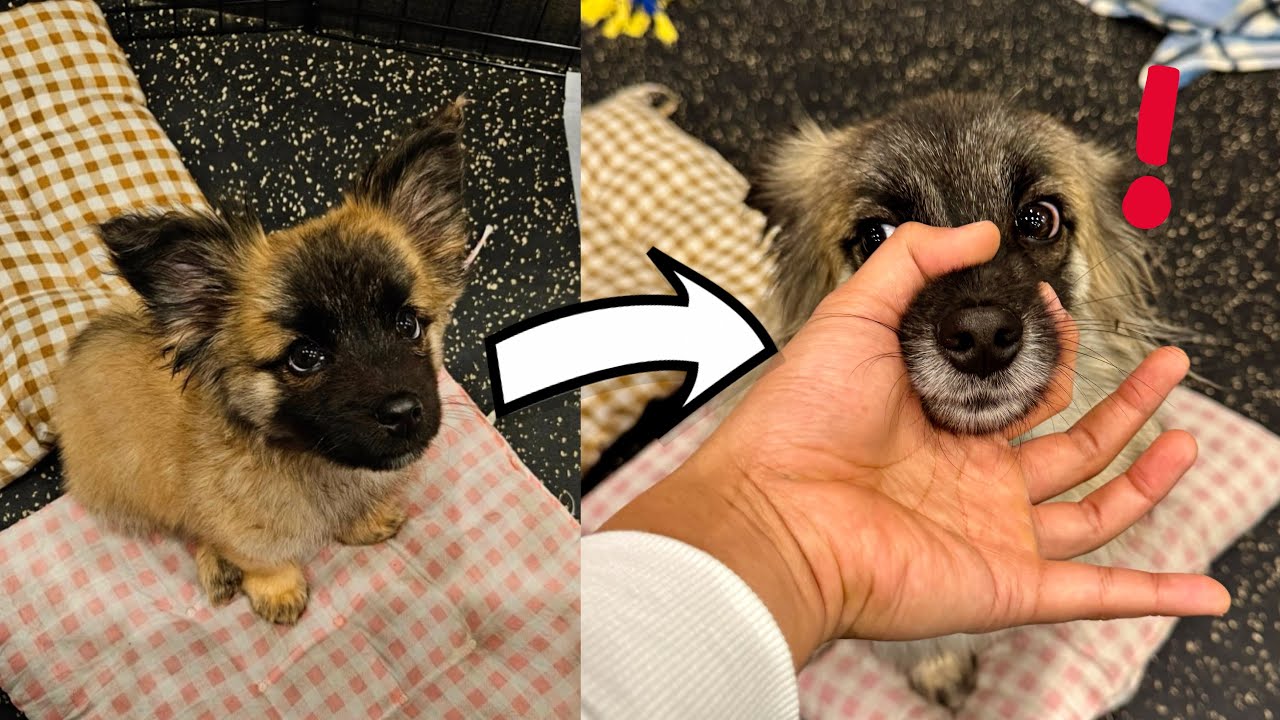 인스타 그 강아지 1년 후 근황