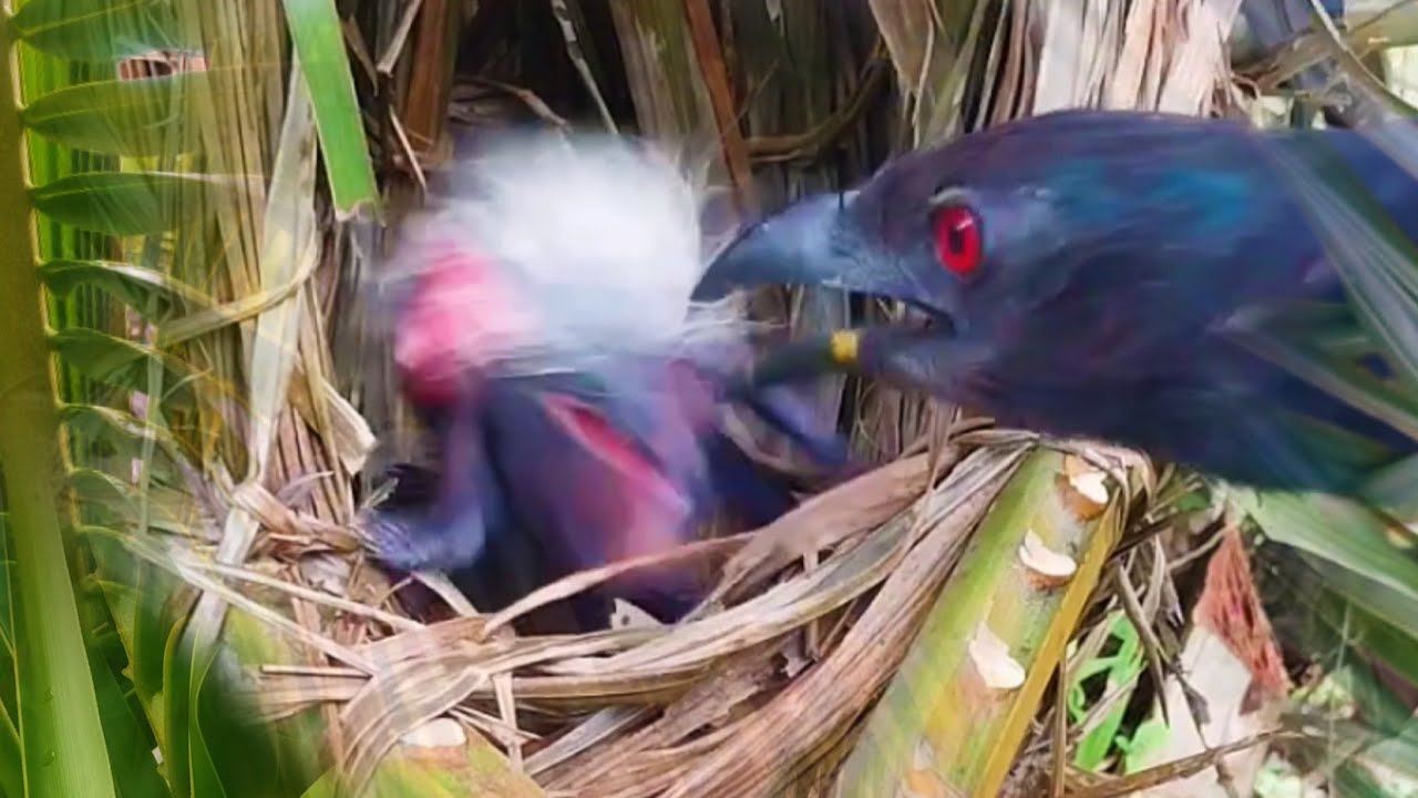 KASIHAN BURUNG MASIH BAYI MAU MINTA MAKAN MALAH INI YANG TERJADI