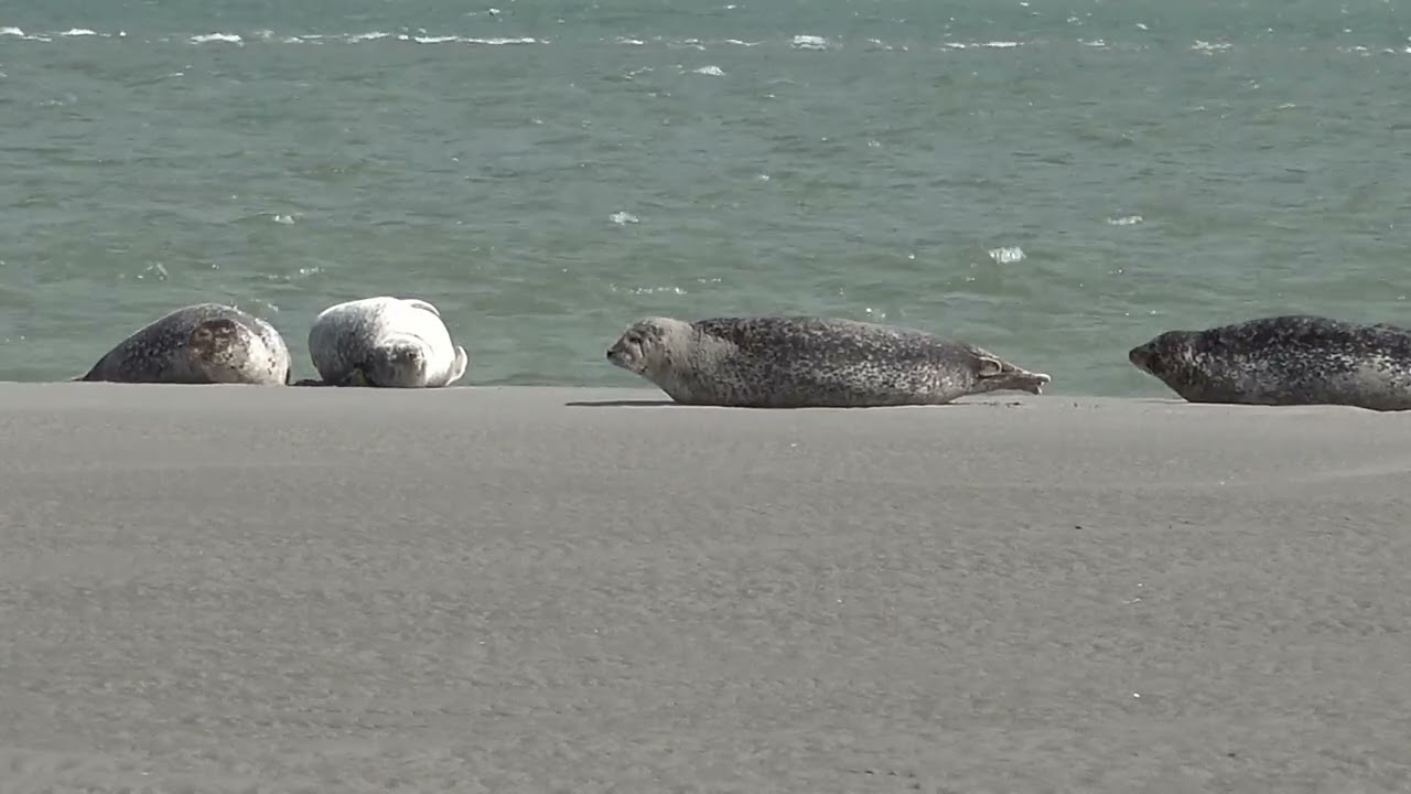 La Pointe du Hourdel avec ses phoques. Baie de Somme Mai 2022