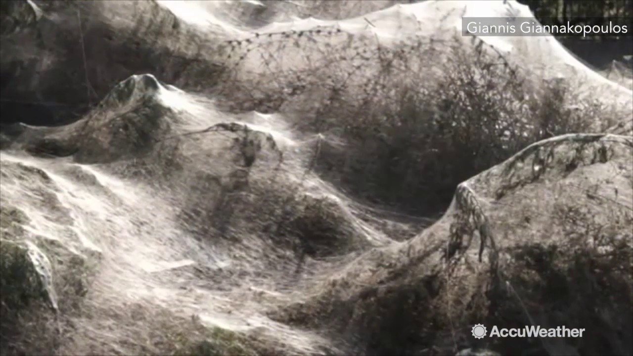 Grecian town covered in THOUSANDS of spider webs