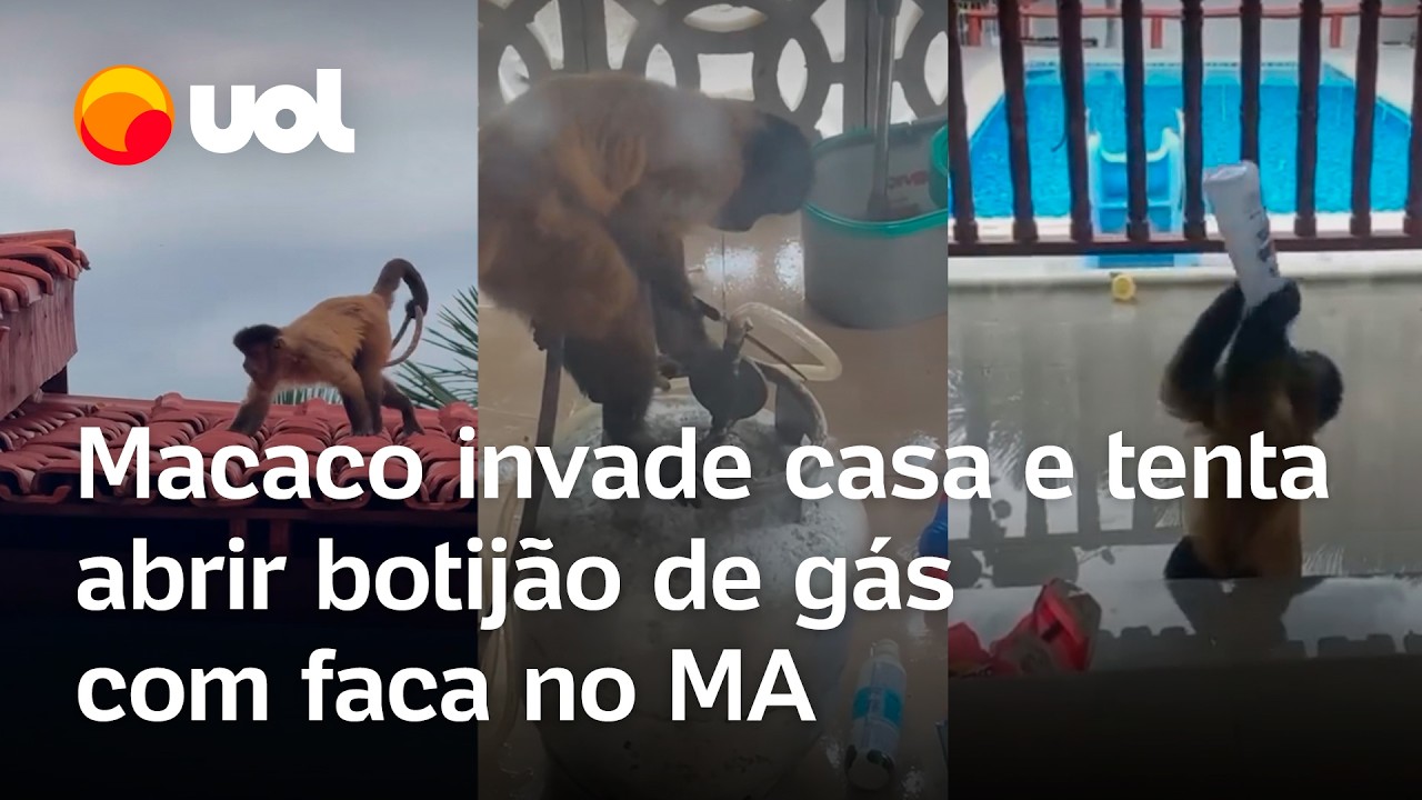 Macaco invade casa e tenta abrir botijão de gás com faca no Maranhão: 'Ele entra e revira tudo'