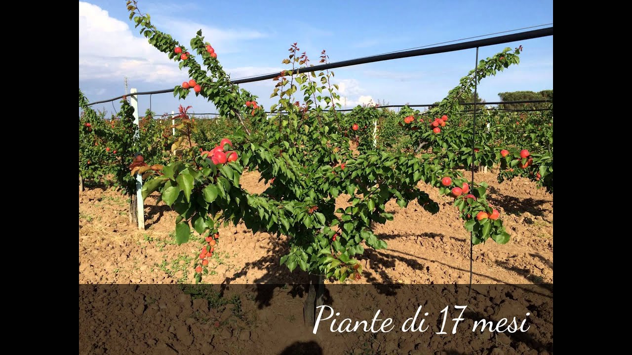 PRICIA albicocco Carmingo® 2015
