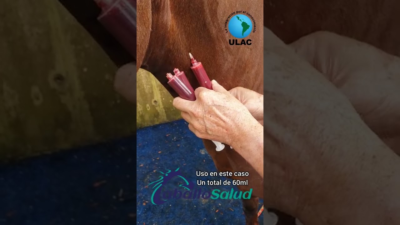 Resultado final de la Autohemoterapia en yegua AQH tratamiento de desgarro muscular parcial.