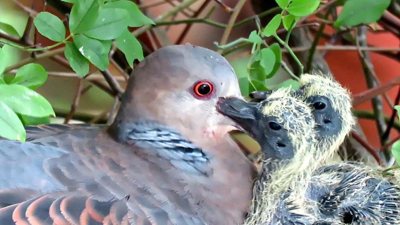 野鳥：キジバトの繁殖-営巣から雛の巣立ちまで-／Wild Birds: Breeding of Oriental Turtle Dove