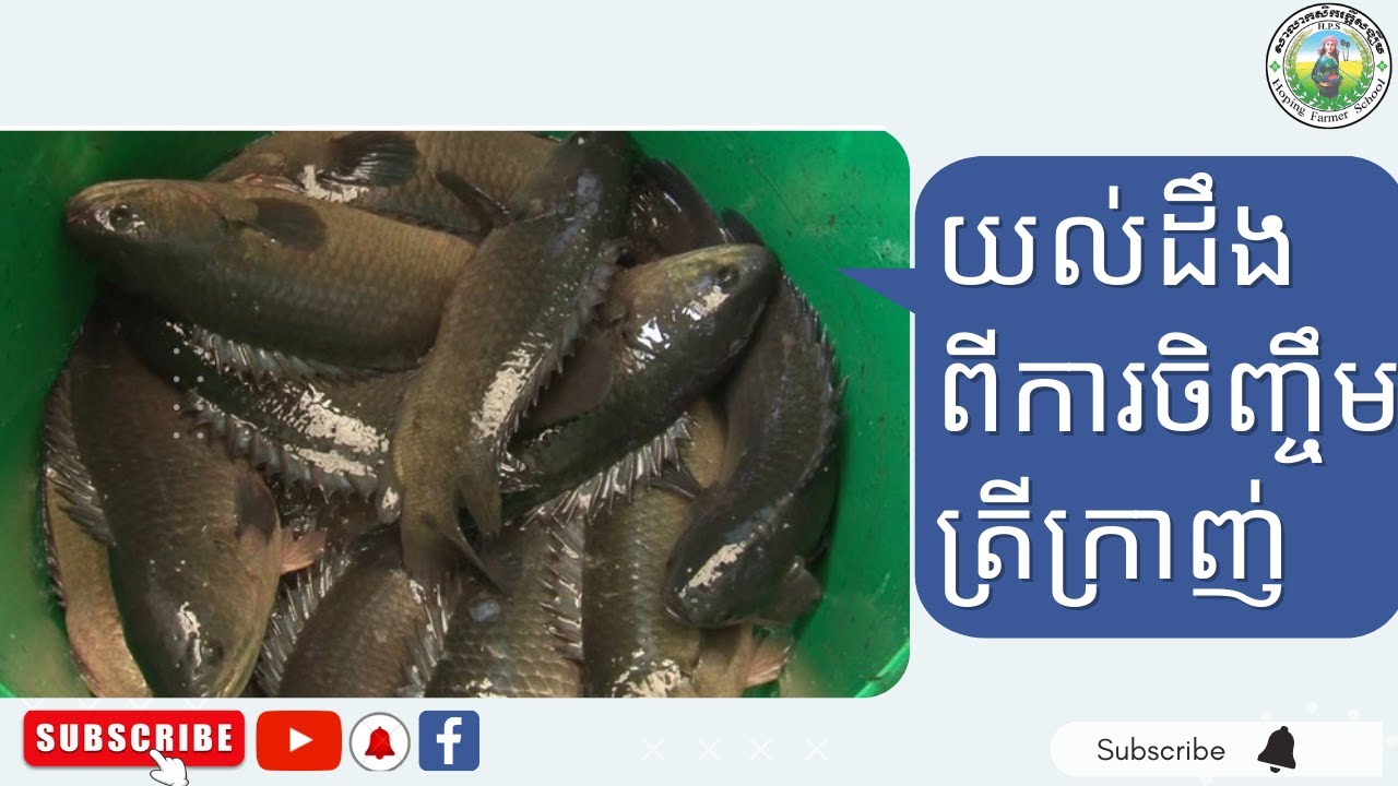 Agriculture ការចិញ្ចឹមត្រីក្រាញ់