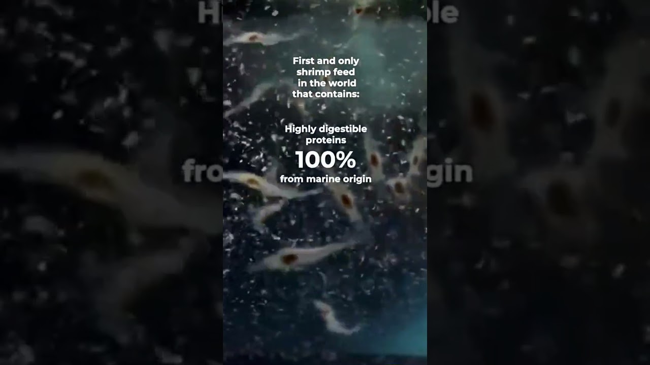 Revolutionizing Shrimp Larviculture: MegaSphe&reg; &ndash; The Ultimate High-Quality Feed! #aquaculture