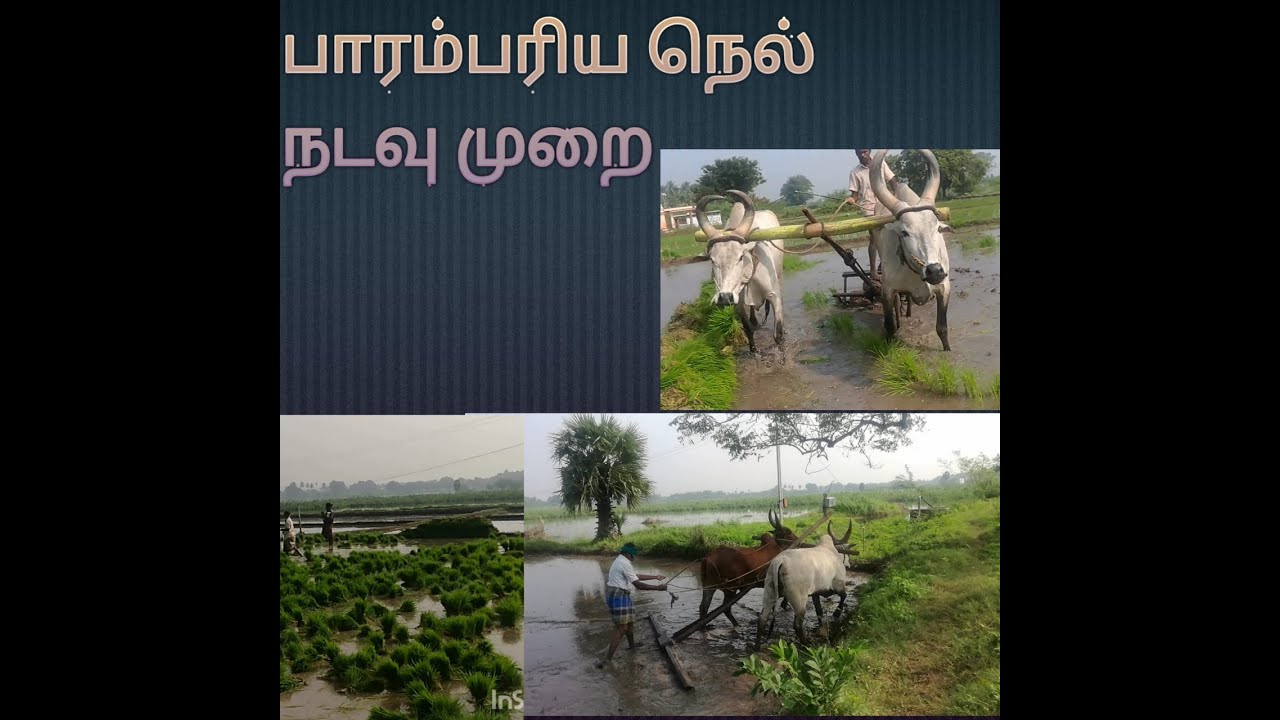 இயற்கை முறையில் நெல் நடவு- Akka Thangachi