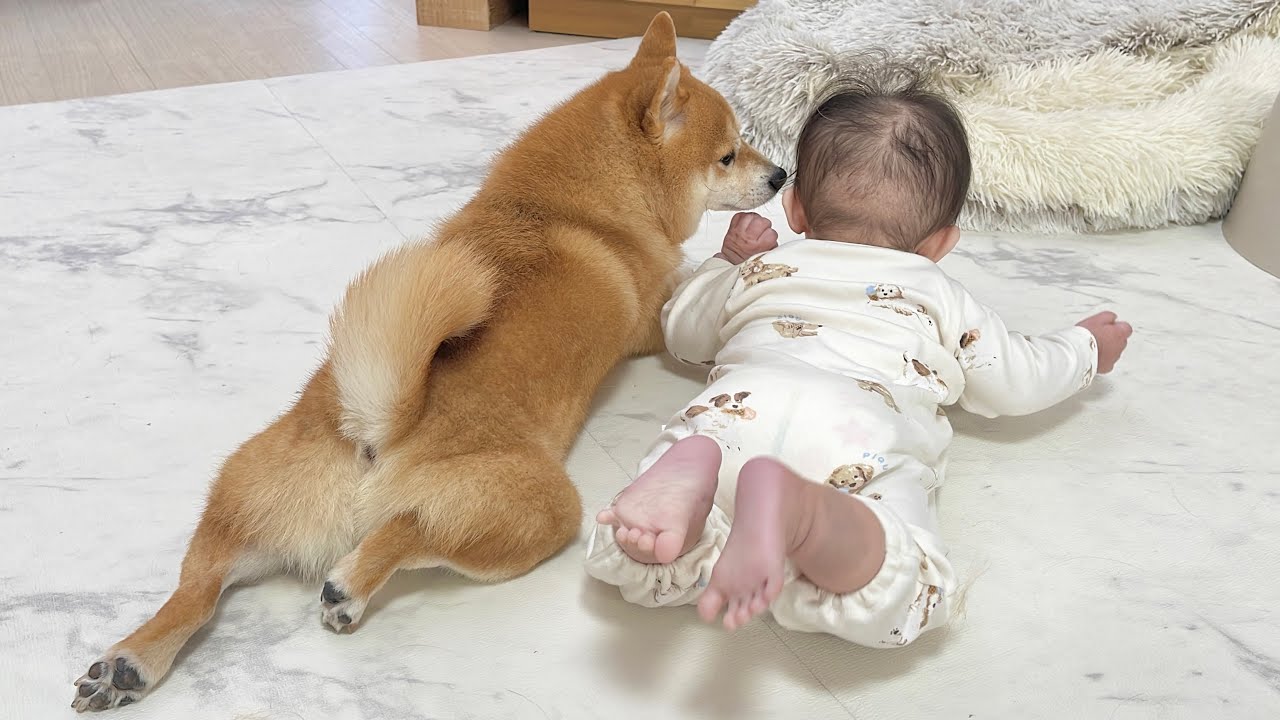 家族の突然の行動にびっくりして飛び上がってしまう豆柴が可愛すぎました...