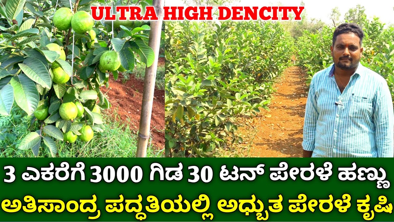ಅತಿಸಾಂದ್ರ ಪದ್ಧತಿ 3 ಎಕರೆಗೆ 3000 ಗಿಡ 30 ಟನ್ ಪೇರಳೆ ಹಣ್ಣು | high density guava cultivation in kannada