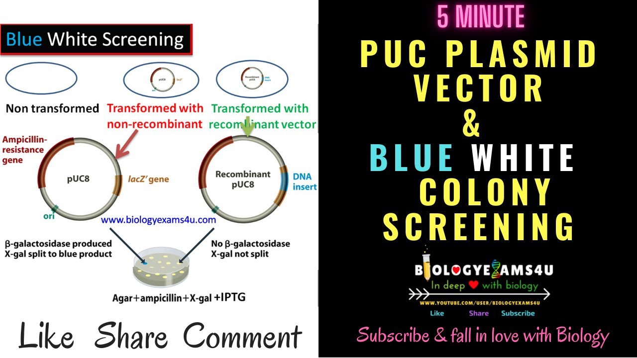 pUC Vector: Features, Selectable Markers || How Blue White Recombinant Screening works? Explained