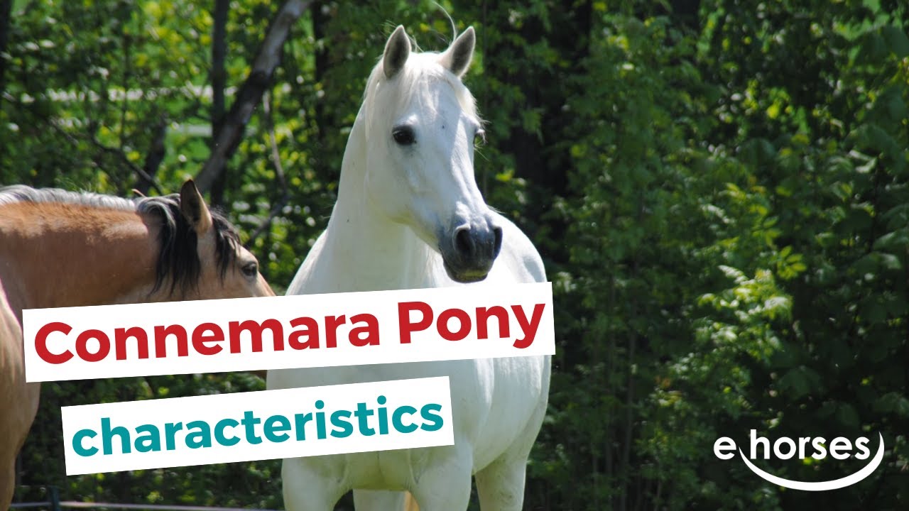 Connemara pony | characteristics, origin & disciplines