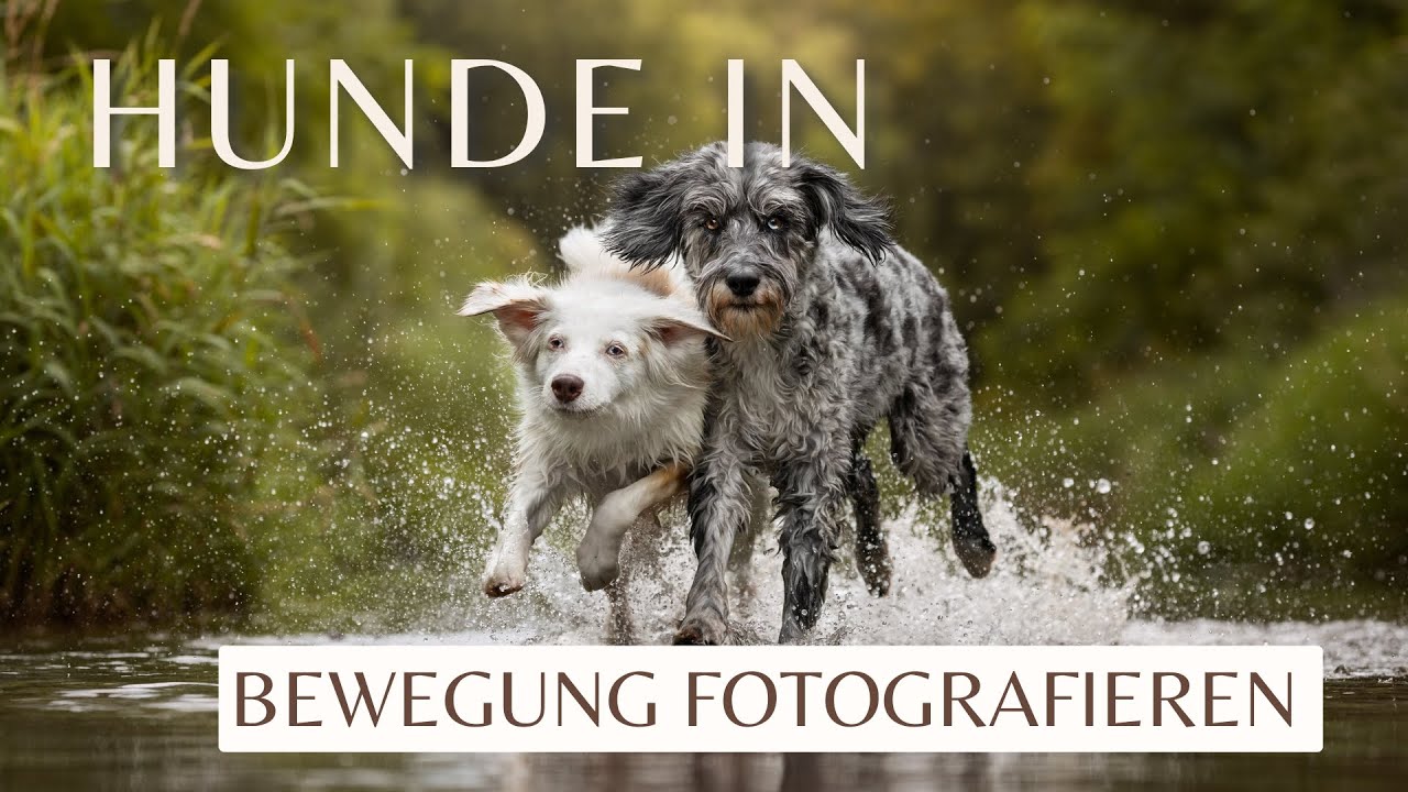 10 Tipps für Actionfotos von Hunden | Hunde in Bewegung fotografieren