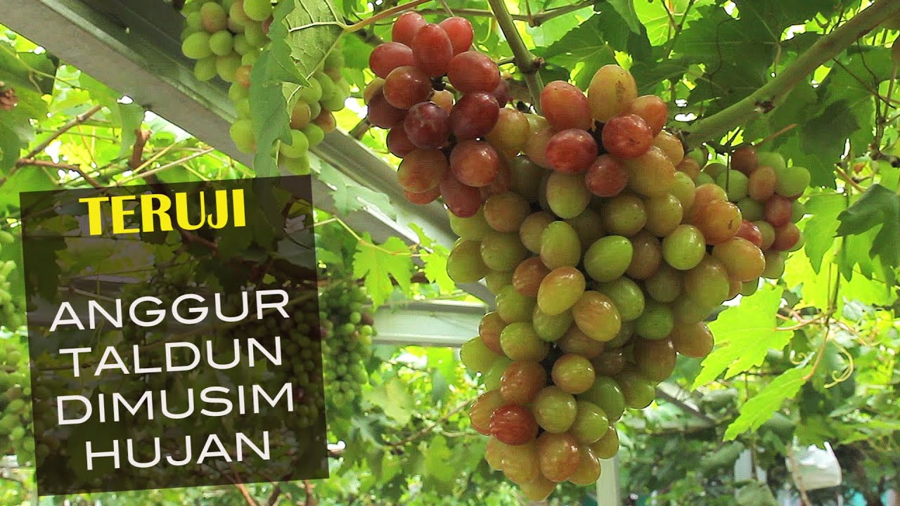 Buah Anggur Berguguran, Taldun Yang Bertahan