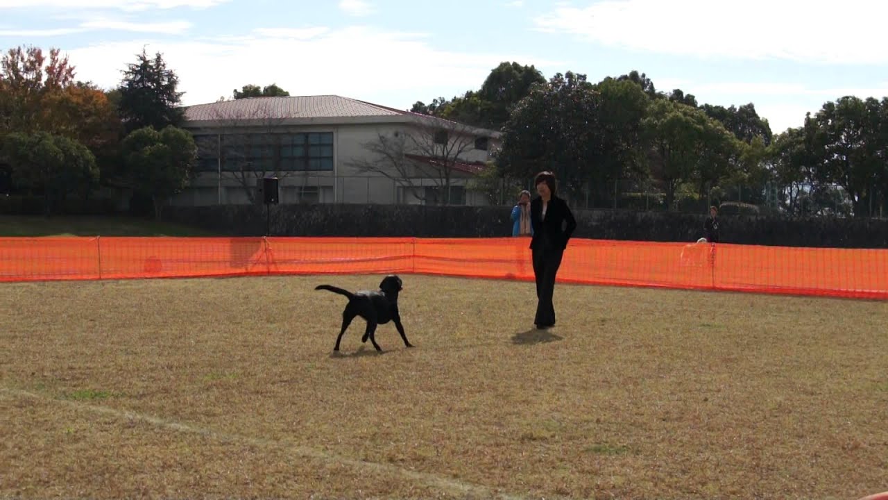 ドッグダンス　ラブラドールレトリバー　Elan(Canine Freestyle)2014.11.8