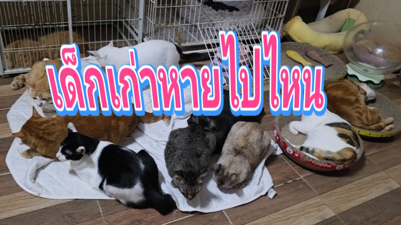 เด็กเก่าหายไปไหน5.มี.ค.69@cats_home 