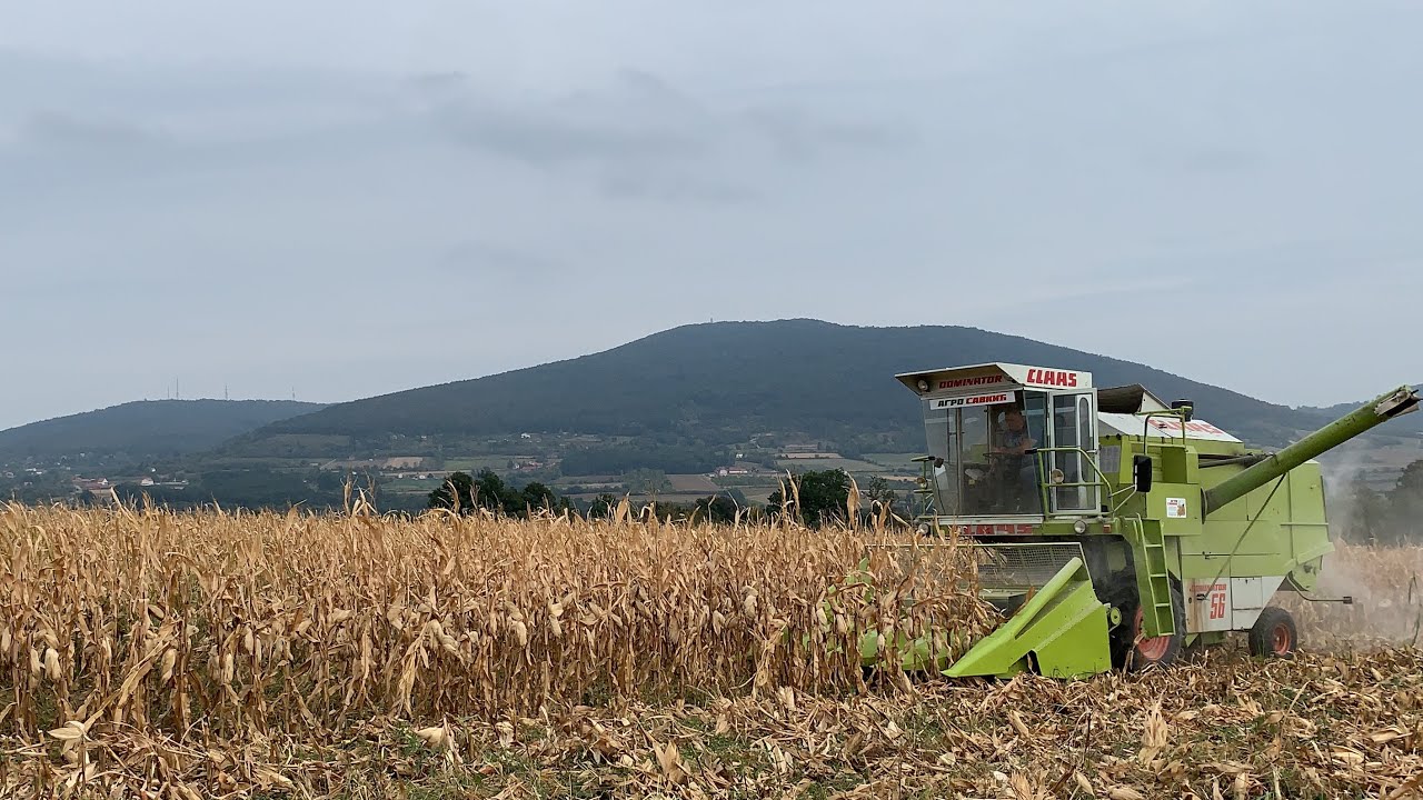 Zetva kukuruza DKC 5031 | Claas Dominator 56