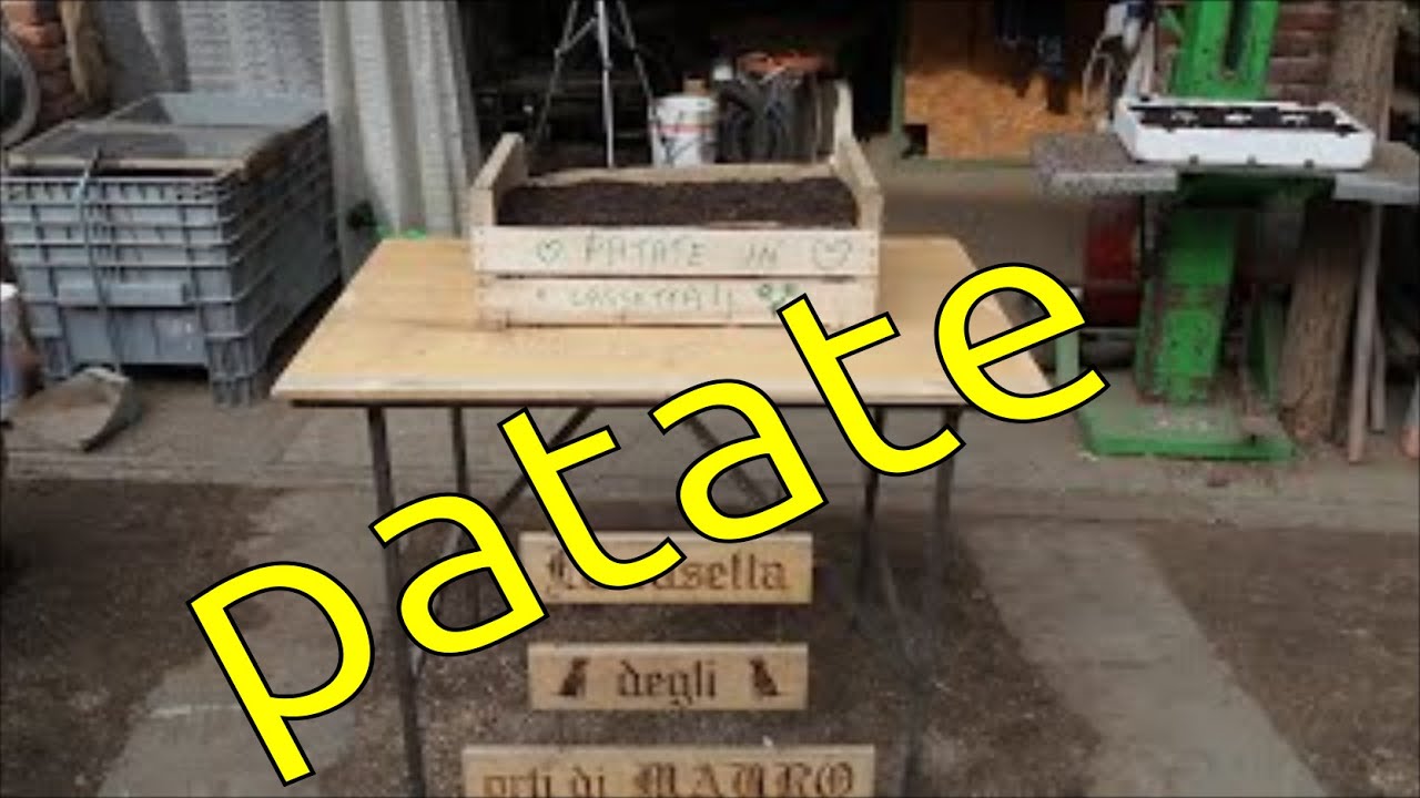 Patate in cassetta, le patate che tutti possono fare anche su un balcone. Poche ma buone !!