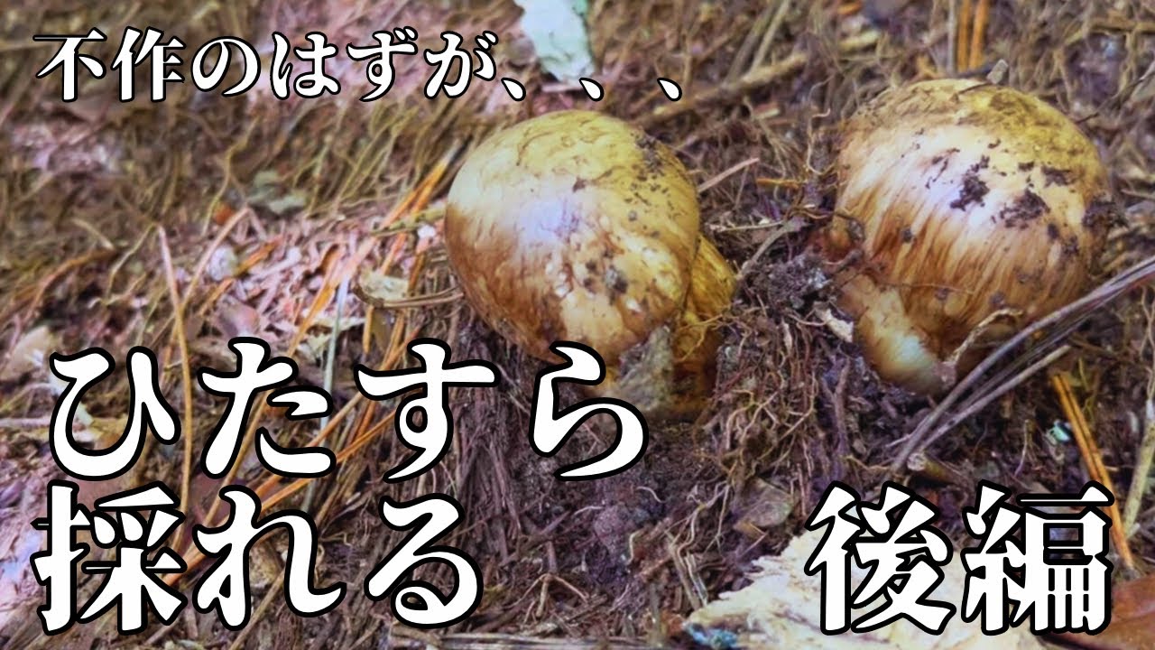 【きのこ狩り】4度目でついに奇跡が起きる【後編】