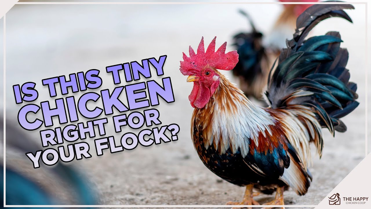 Mini Chicken!! The Serama Chicken Breed