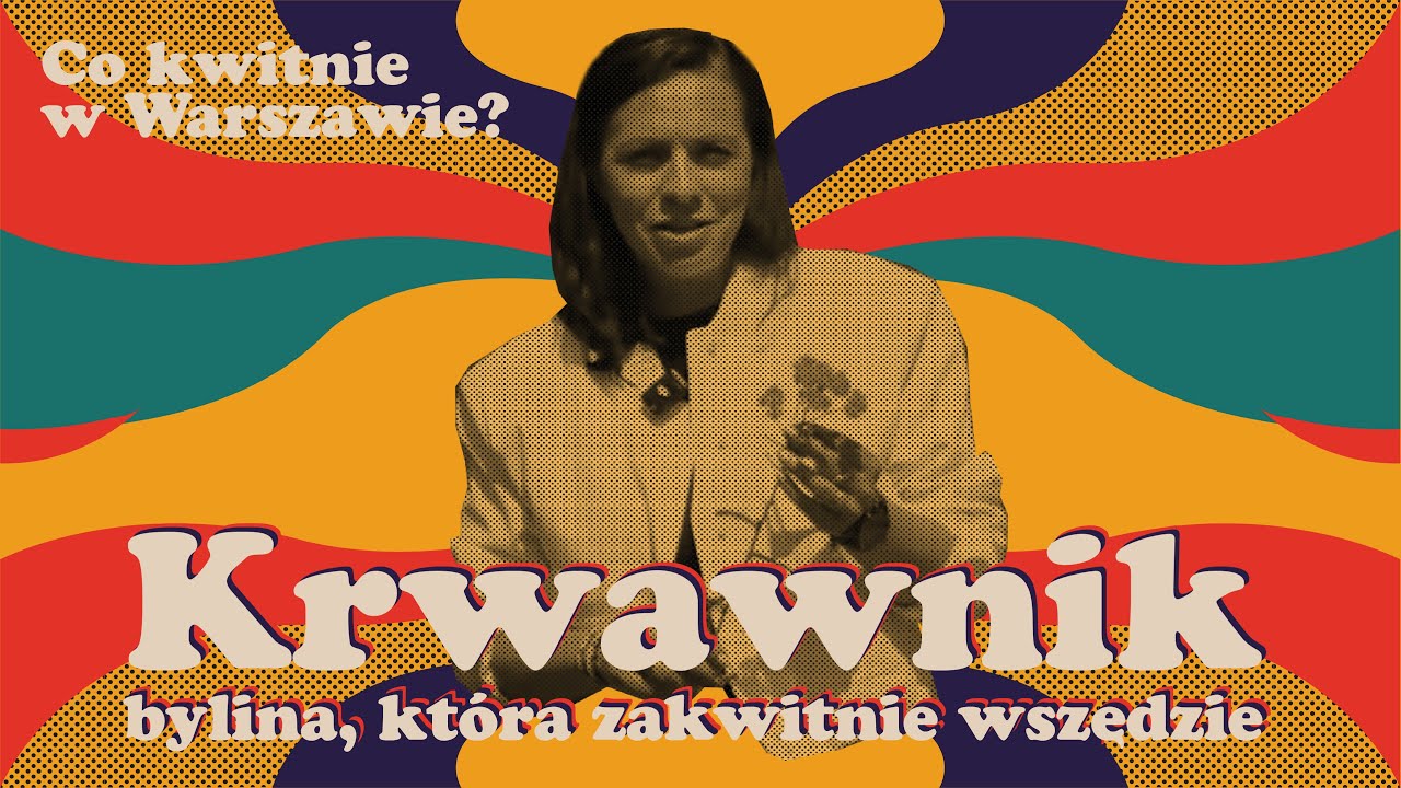 Krwawnik - kolorowa roślina na trudne warunki