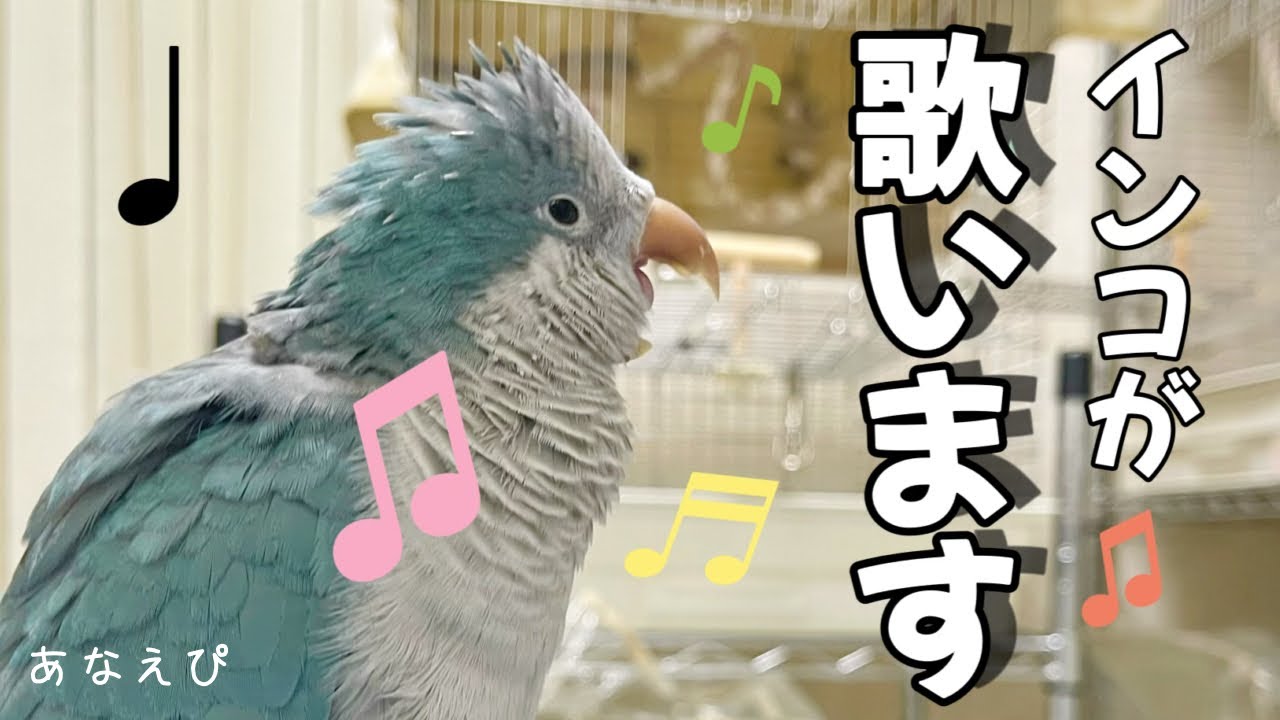 オキナインコのミルちゃん｜眠気と戦いながらママと一緒に歌の練習【ことりのうた】 I love listening to birds singing in the morning.