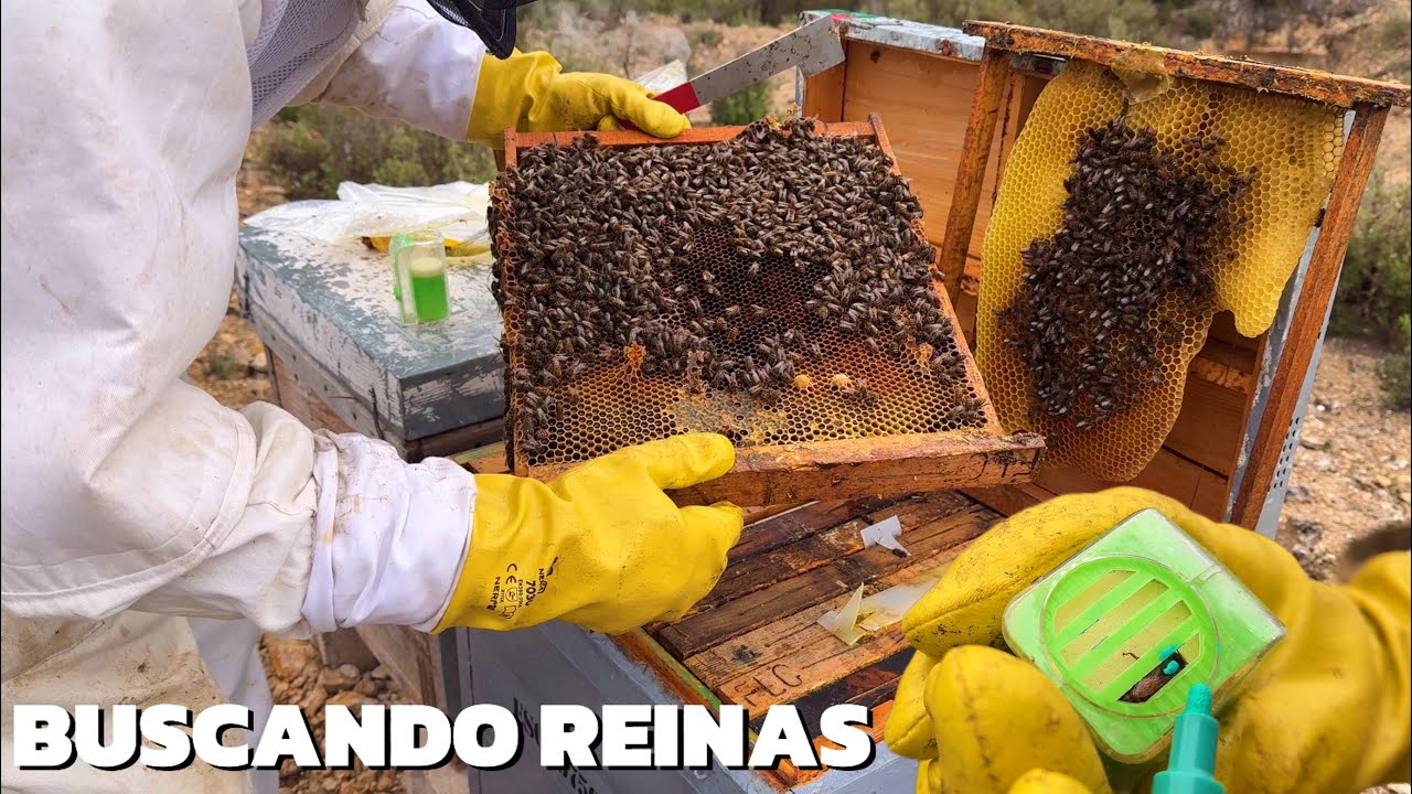 ¡ABEJA REINA MARCADA en DIRECTO y 3 NÚCLEOS FECUNDADOS! Apicultura en primavera
