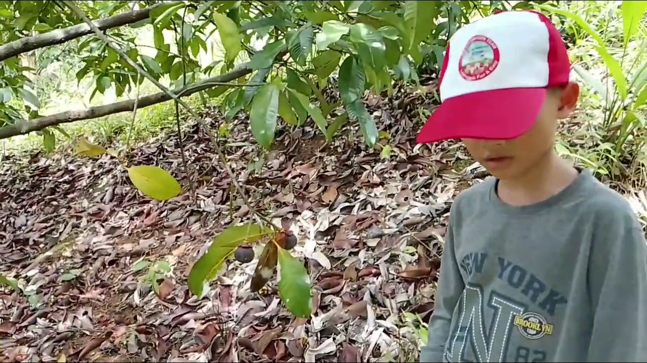 KEADAAN DI KEBUN SAWIT MEMETIK BUAH MANGGIS DAN RAMBUTAN, CUCU IKUT BERSAMA MASIH CUTI SEKOLAH.