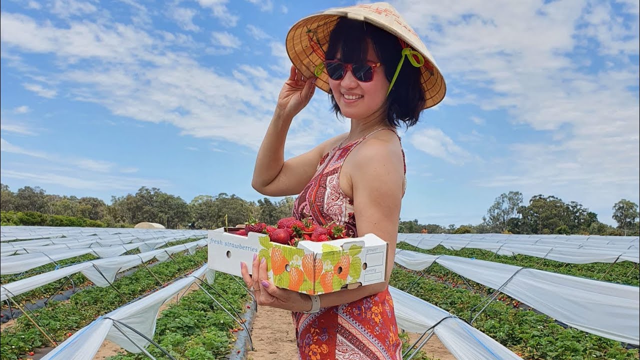 Perth Strawberry picking. Đi vườn h&aacute;i d&acirc;u. M&ugrave;a h&egrave; ở bang T&acirc;y &Uacute;c #chiasẻcuộcsống #cuộcsống&uacute;c