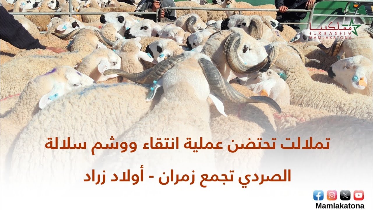 تملالت تحتضن عملية انتقاء ووشم سلالة الصردي تجمع زمران - أولاد زراد
