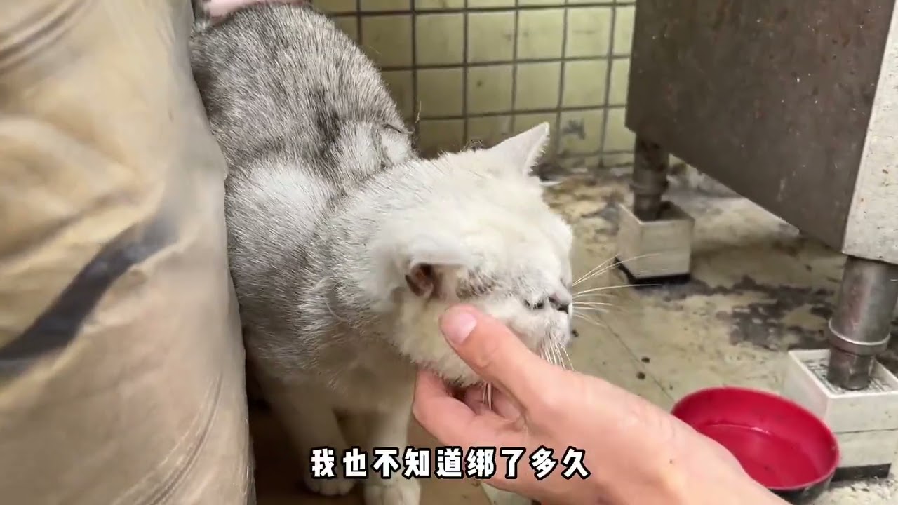 #流浪猫救助 #猫 #宠物