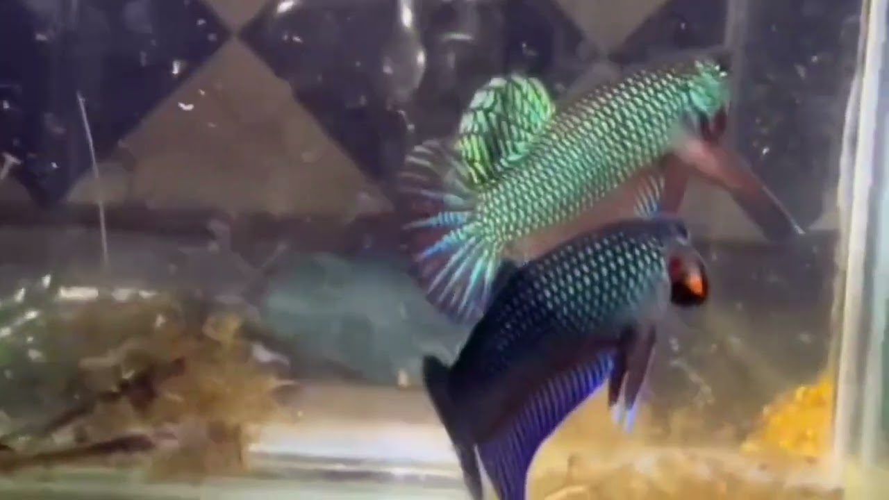 #BettaKing#GlodBetta#bluebettafish 